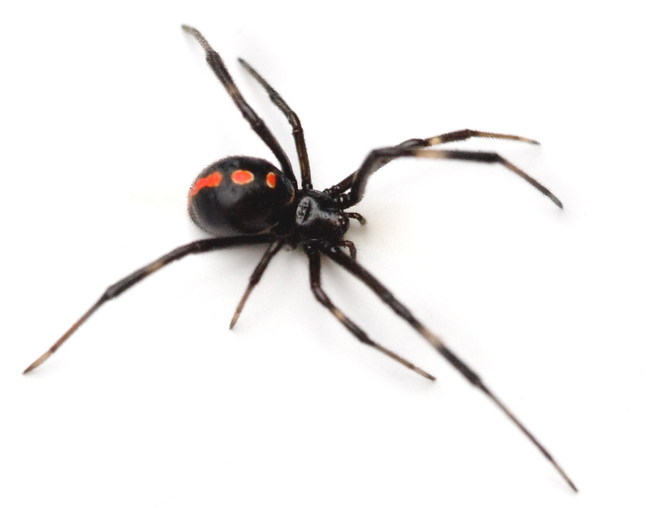 Black Widow Control, How to Get Rid of Spiders