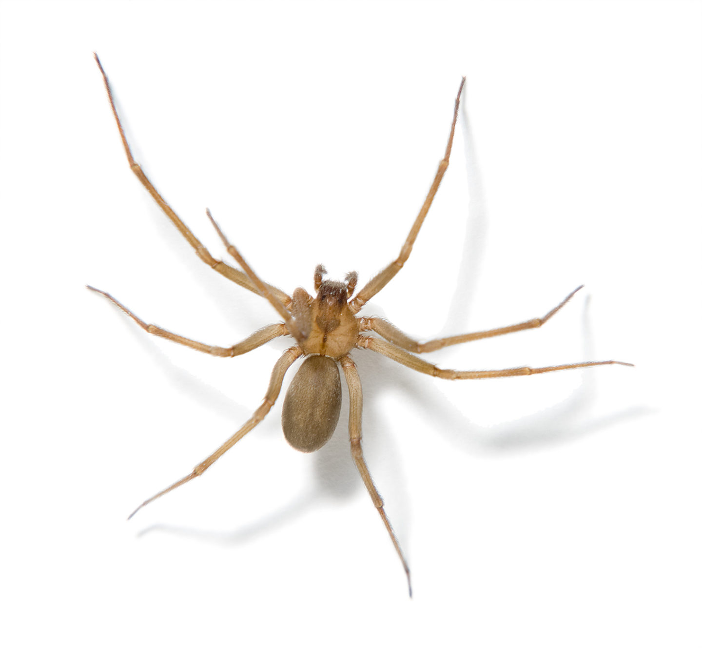 Brown Widow Spider Bite