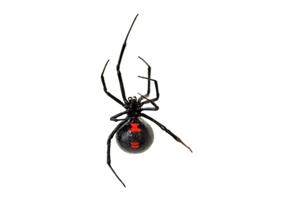 Black Widow Control | How to Get Rid of Spiders | Rose Pest Solutions