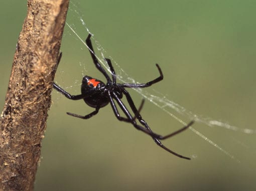 Black Widow Spider spinning her web. spiders to worry about