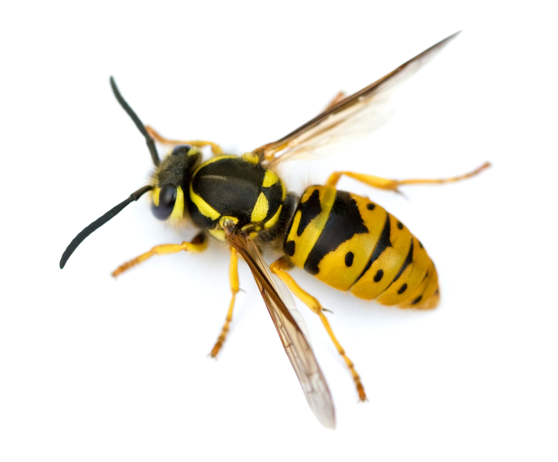 It's peak yellowjacket season in Michigan, and they're as mean as ever