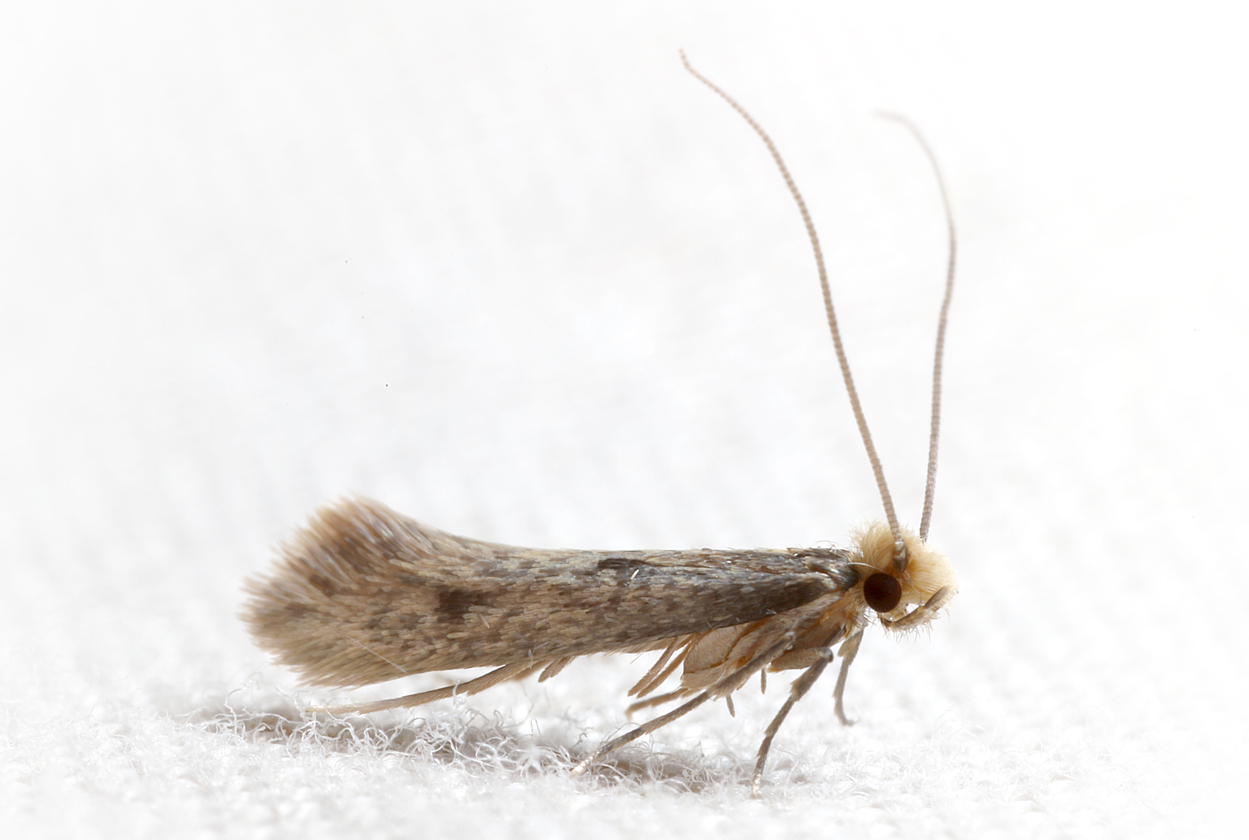 https://www.rosepestcontrol.com/wp-content/uploads/2019/06/clothes-moth-sideview.jpg