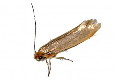 Clothes Moth - Control of Clothes Moth in Homes.