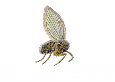 Moth flies or Drain flies - Plant & Pest Diagnostics
