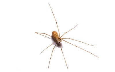 Small sized cellar spider, IN