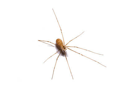 long body cellar spider is it poisonous