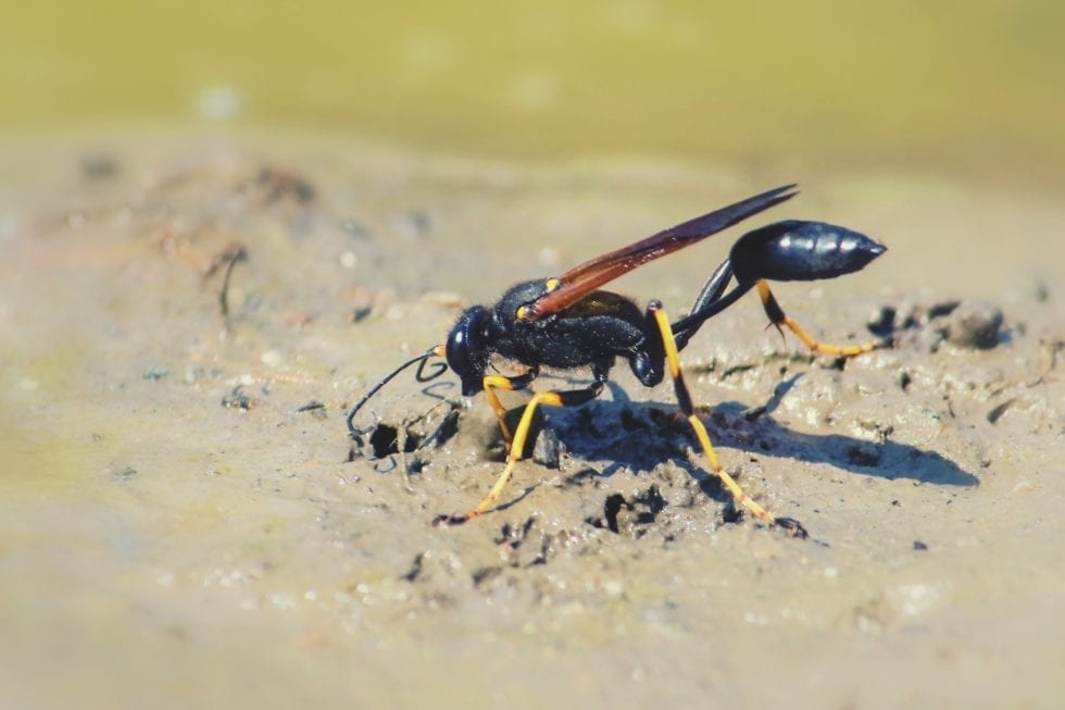 mud-dauber-pest-library-rose-pest-solutions