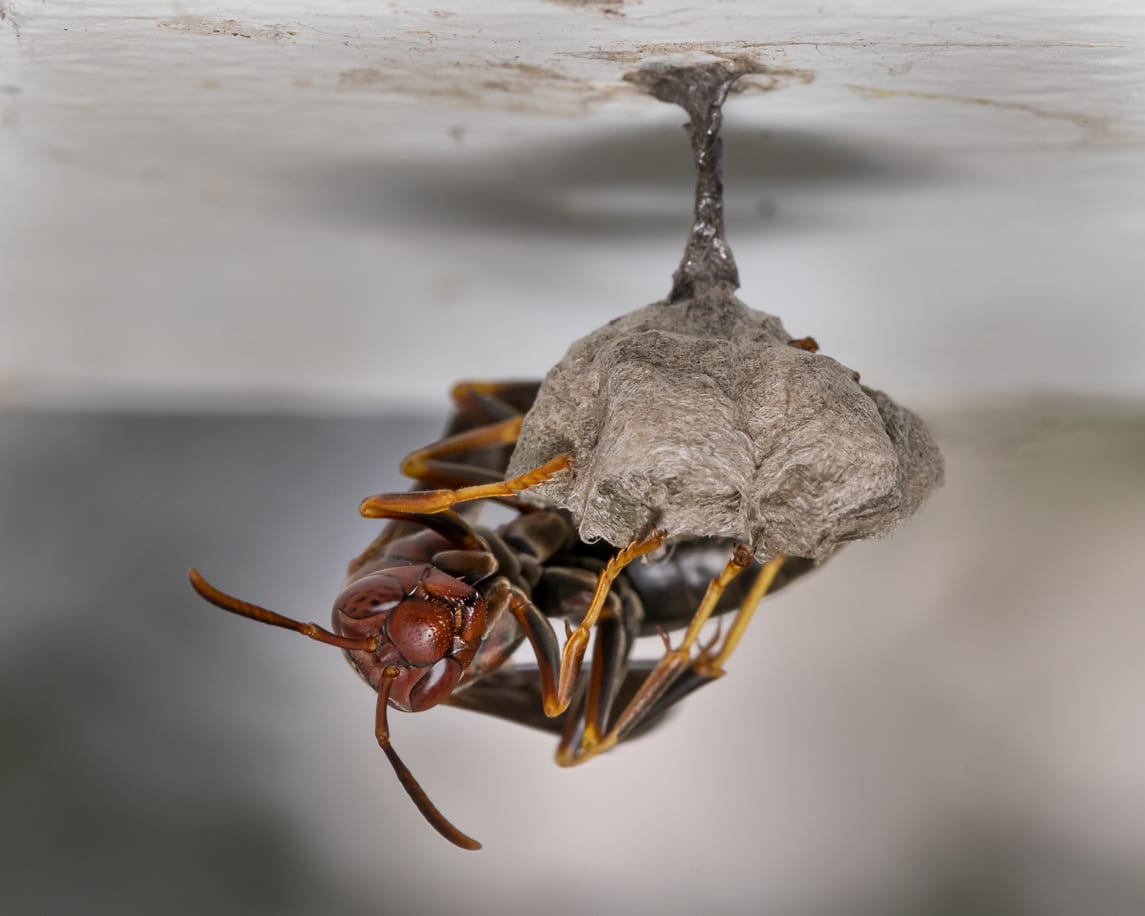paper wasp nest identification