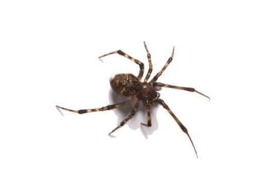 house spider