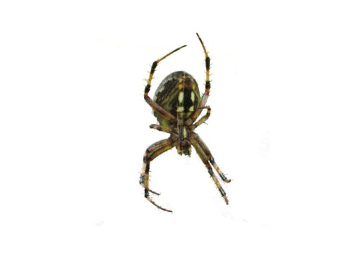 orb weaver