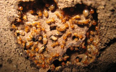 Termite Swarm Season is Coming…Are You Ready?