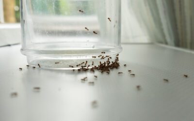 Why Are Ants In My House And How Do We Eliminate Them?