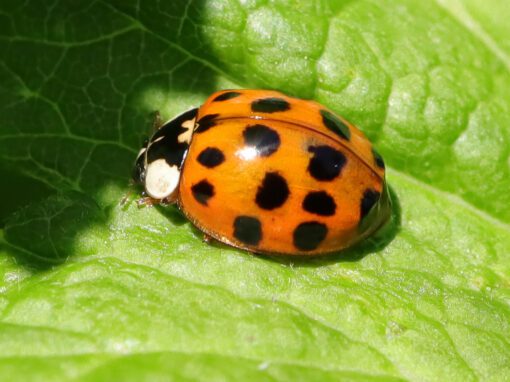 Asian lady beetle on leaf