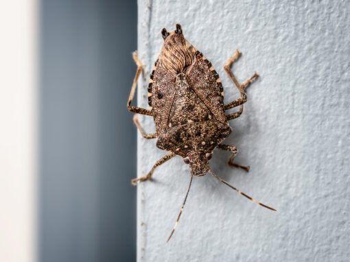 Brown marmorated stink bug, on wall, upside down