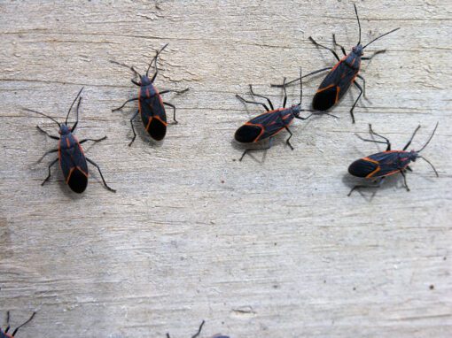 Group of boxelder bugs