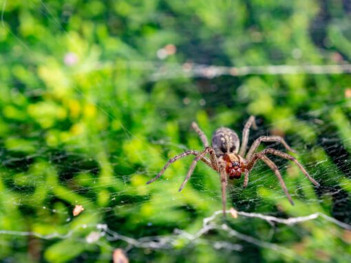 A closeup shot of a grass spider on a spider web