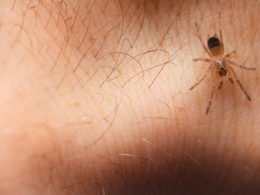 spider on hand spiders to worry about