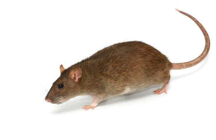 Norway rat featured in pest control services library