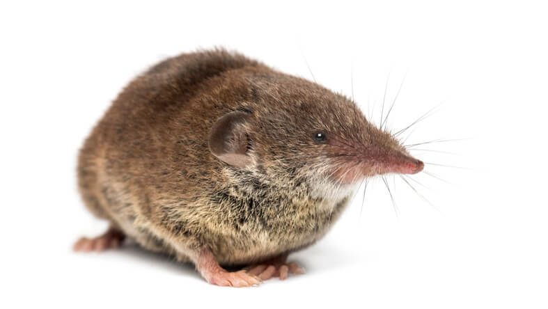 Shrew