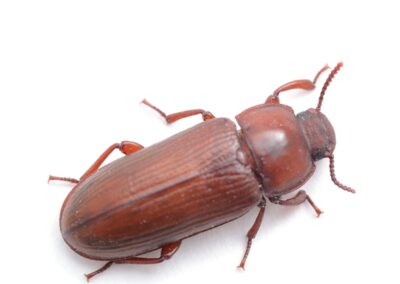 Confused Flour Beetle